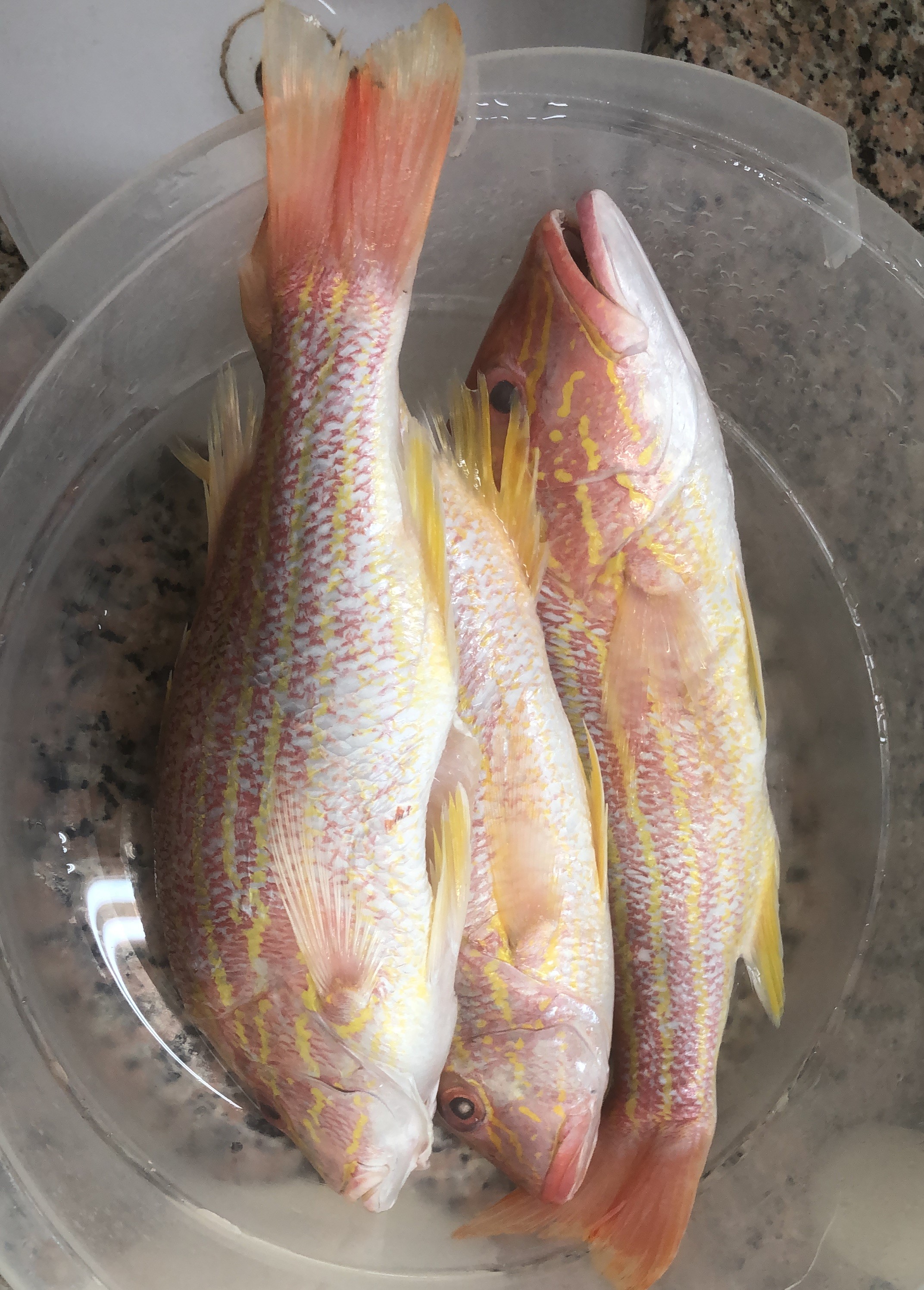 Lane Snapper
